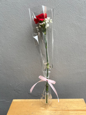 Single Stalk Carnation with baby's breath (with transparent wrap) Single Stalk Carnation with baby's breath (with transparent wrap)