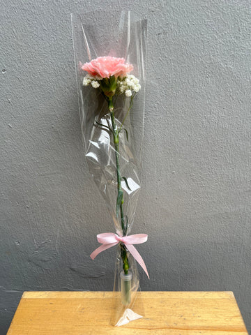 Single Stalk Carnation with baby's breath (with transparent wrap) Single Stalk Carnation with baby's breath (with transparent wrap)
