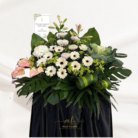 Sympathy Capucines Sympathy Capucines
